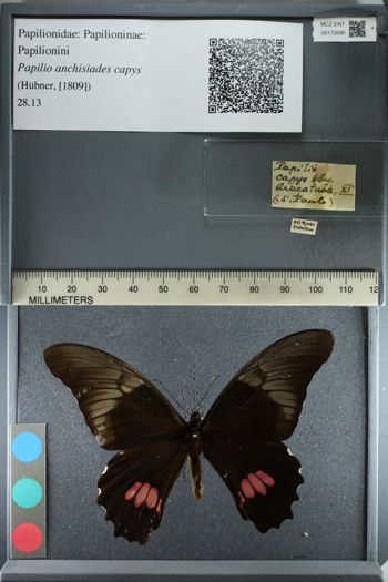 Media type: image;   Entomology 172690